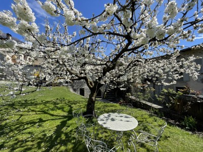 Tavolino sotto il ciliegio in primavera - Roseto del Drago di Casa Cassan